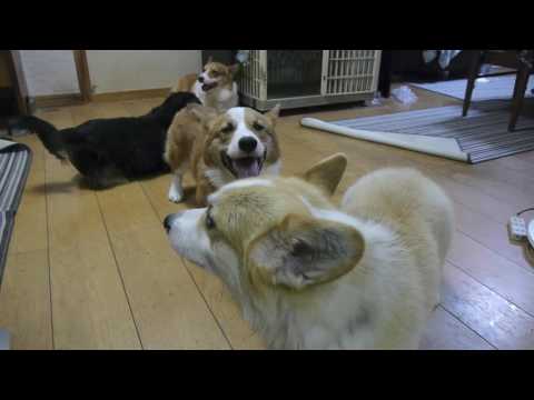 コーギー台風の日【コーギー三兄弟】