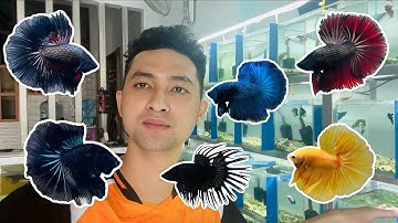 Mẫu Betta Siêu Siêu Đẹp Của Star Betta - Star Betta Shop 0382698808