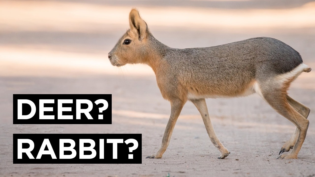 The Patagonian Mara Looks Like a Rabbit and a Deer Combined Into One ...