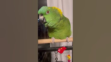 Thumbnail of My AMAZON PARROT loves TALKING!  #parrots #amazonparrot #birds #amazonbirds