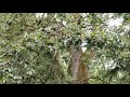 Magical trees, old Oaks