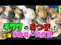 【チワワの赤ちゃん】生後8日目〜15日目の成長♡よく寝てよく飲んですくすく成長♡