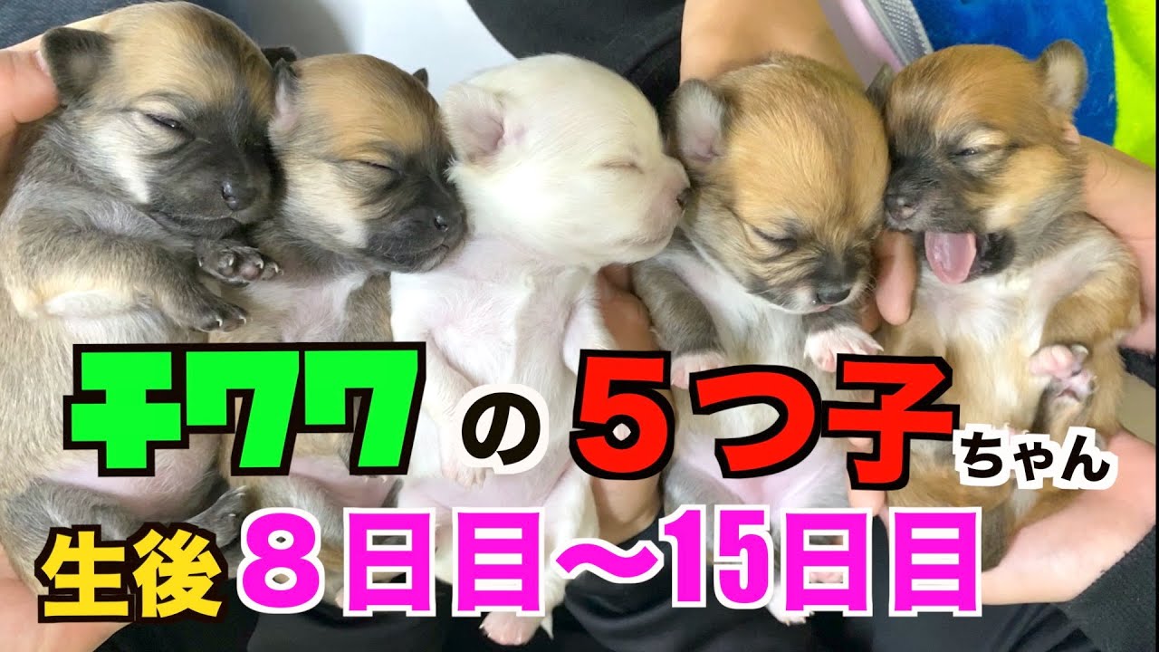チワワの赤ちゃん 生後８日目 １５日目の成長 よく寝てよく飲んですくすく成長 Youtube