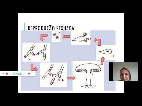 Vídeo: Diferença Entre Fungos Homotálicos E Heterotálicos