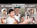 MY FRIENDS REACT ON MY PUPPY 😂 || Vlog #65 || Akash Thapa ||