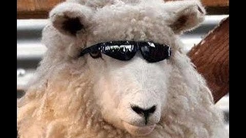 SHEEPIT RENDER FARM TUTORIAL | Blender 3.5