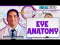 Special Senses | Anatomy of the Eye