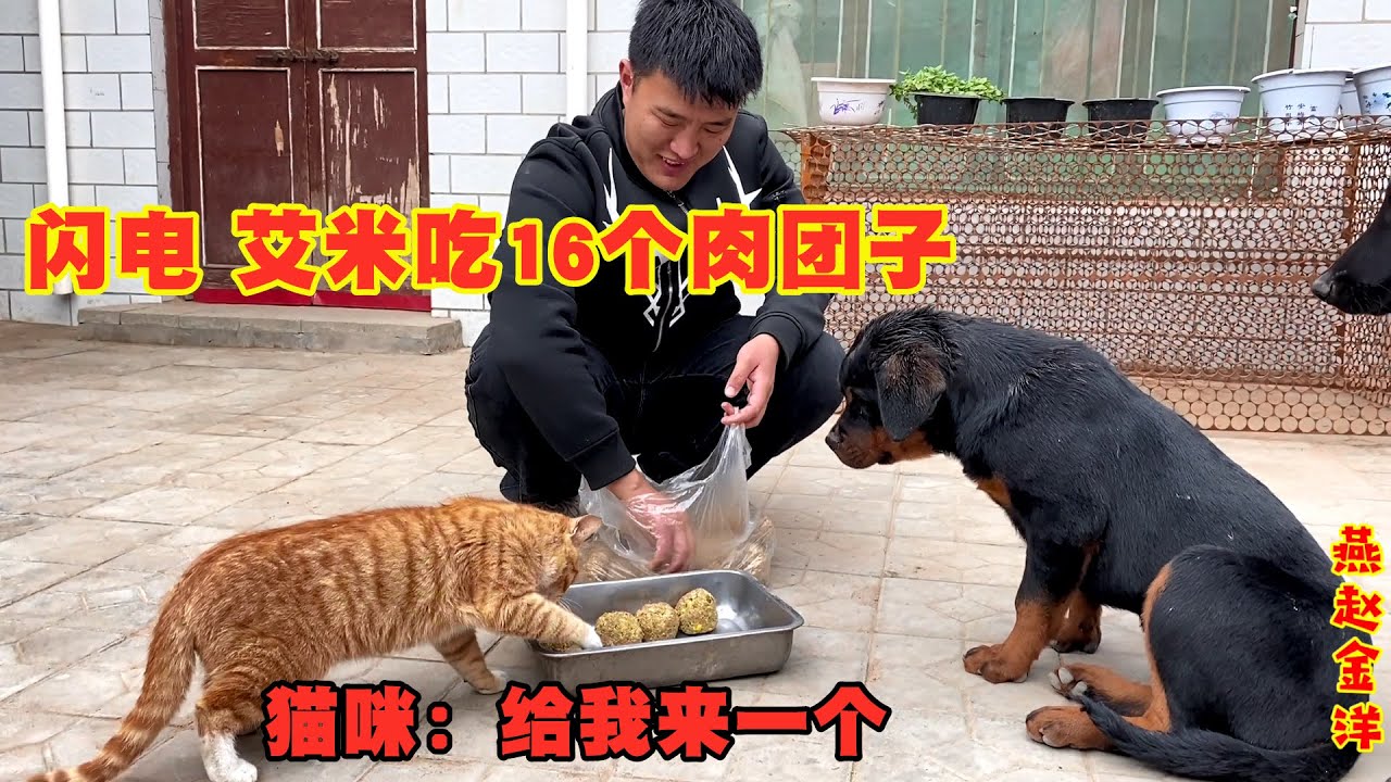 马犬罗威纳第一次吃鸡肉团子真猛，一口气吃了16个，盘子精光都不用刷