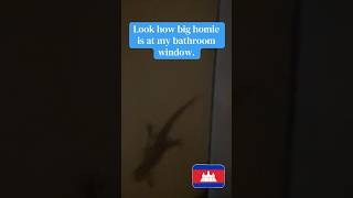 My peeping Tom 😂😂 #youtubeshorts #shorts #lizard #cambodia #travel #explore #vlog #explore #fyp