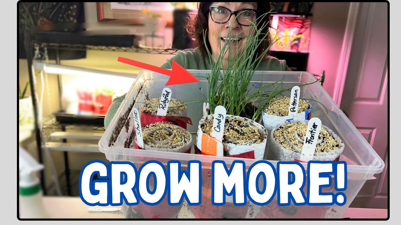 Start More Onions Indoors! - Cold Climate Gardening