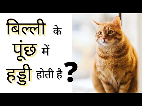 वीडियो: 7 आम बिल्ली की पूंछ की चोटें