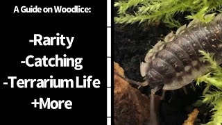A Guide on Woodlice | How to catch, keep and more
