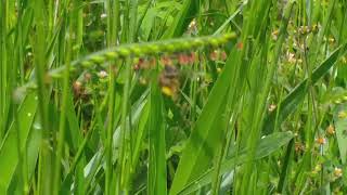 abejas polinizandi .