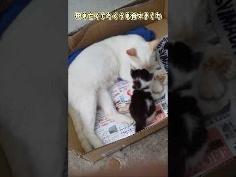 母を亡くした子猫と子供を亡くした母猫　 #猫 #cat