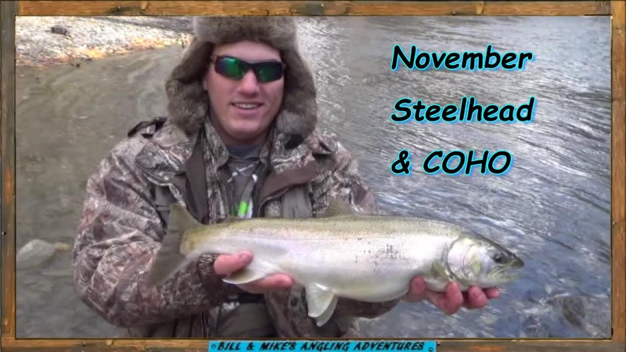 November Steelhead & rare Erie Coho Salmon YouTube