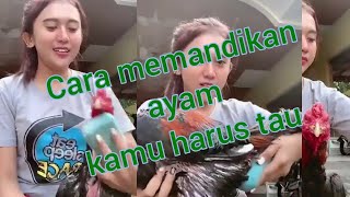 GADIS CANTIK MEMANDIKAN AYAM