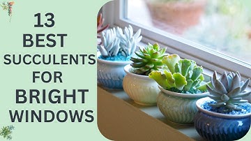 13 Best Succulents for Bright, Sunny Windows | Bright Window Succulent Picks