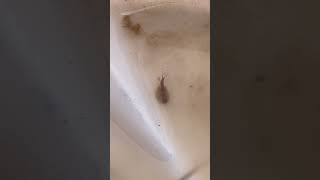 Triops! Wild collected babies!