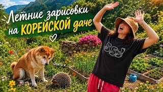 Куры, розы, огород и немного жести / KOREA VLOG