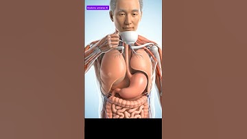 What Happens When Older Adults Drink Tea / 3D Digestive System Animation