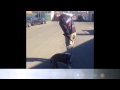 Pit Bull Heeling Before and After Video! Dog Training, Northern Virginia, DC, and Maryland Pit Bull Heeling Before and After Video! Dog Training, Northern Virginia, DC, and Maryland