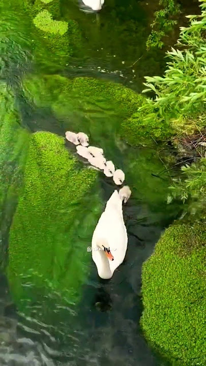 Mounaragam BGM 🎵 Ilayaraja Ringtone 🎵 WhatsApp Status Tamil #ilayaraja #ilayarajabgm