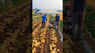 شاهد كيف يتم حصاد البطاطس