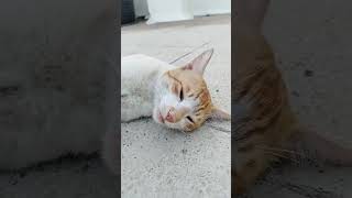 cutecats #cat#kitten #catvideos #funnyanimals #funnycat #shorts#shortfeed #vlog#minivlog#catcomedy