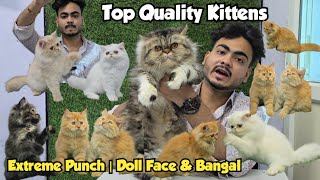 Extreme Punch Face | Doll Face Persian Cats & Kitten Available @Time is Meow | Dabeerpura Hyderabad screenshot 4
