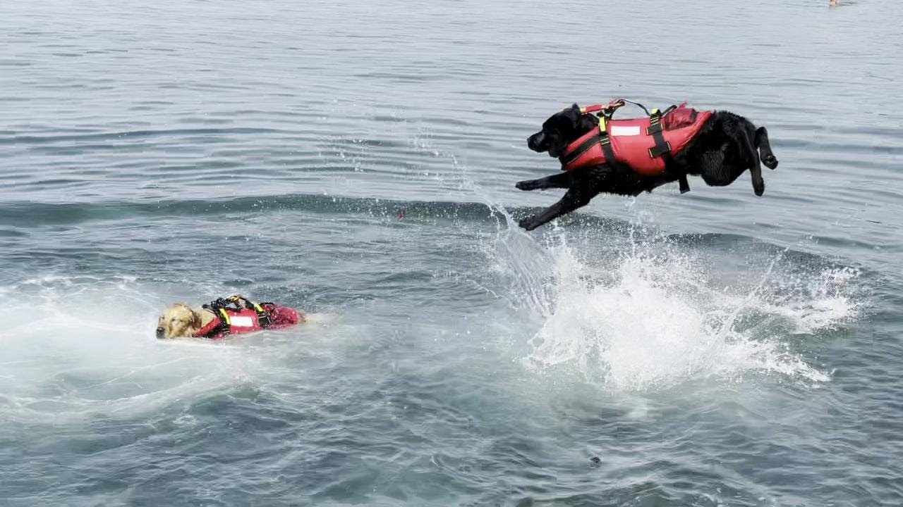 Trieste, la dimostrazione dei cani di salvataggio a Barcola