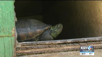 Owner plans to close Turtle & Tortoise Rescue  in Arroyo Grande