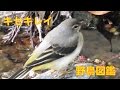 うごく野鳥図鑑　キセキレイ　Gray Wagtail