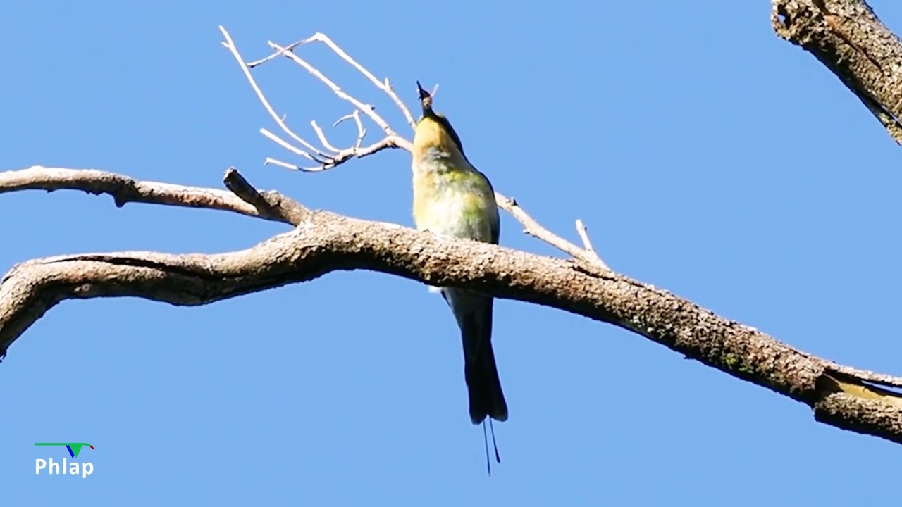 Bee eater eating a bee (Who would have guessed?)