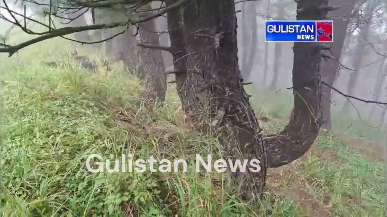 Anti-Ter_r_or Operation in Kulgam’s Guddar Forest Enters Second Day
