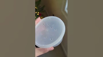 Update: My pet stinkbug passed away...