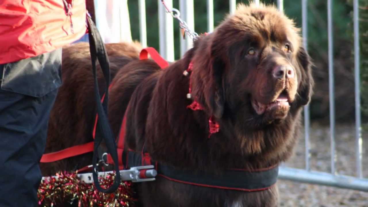 EAWN. Newfoundlands Carting Christmas Trees December 10, 2011 YouTube