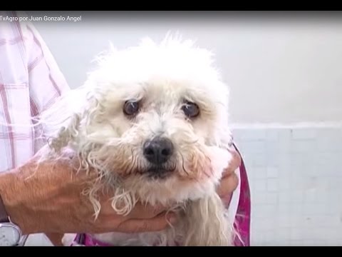 Video: Cáncer De Riñón (adenocarcinoma) En Perros
