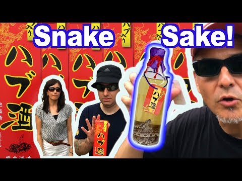 ハブ酒! Japanese Okinawan Snake Liquor!