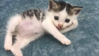 Funniest Cats and Dogs Videos  ||  Hilarious Animal Compilation №94