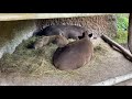 Capybara und Tapir im Zoo Zürich