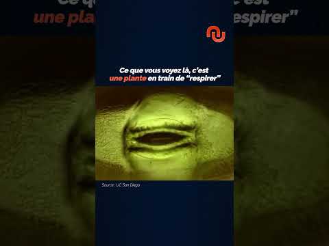 Les plantes respirent ?! #shorts