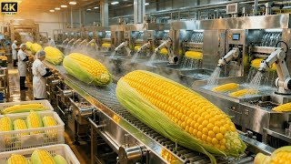 Inside the World’s Largest Corn Farm 🌽 – Seed to Harvest Documentary (Full Process)