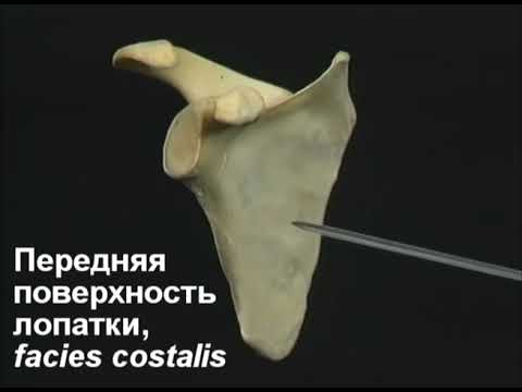 1.1.2 ключица и лопатка (4.11)