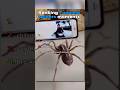 Top Funny Spider Moments in the USA 🕷️