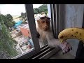 167. Сердитая обезьяна в гостях. Субботний овощной рынок в Путтапарти 2.11.2019.