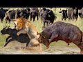 Crazy! Mad Buffalo Fierce Attack &amp; Kill Lion To Protect Calf - Lions Run Away In Chaos