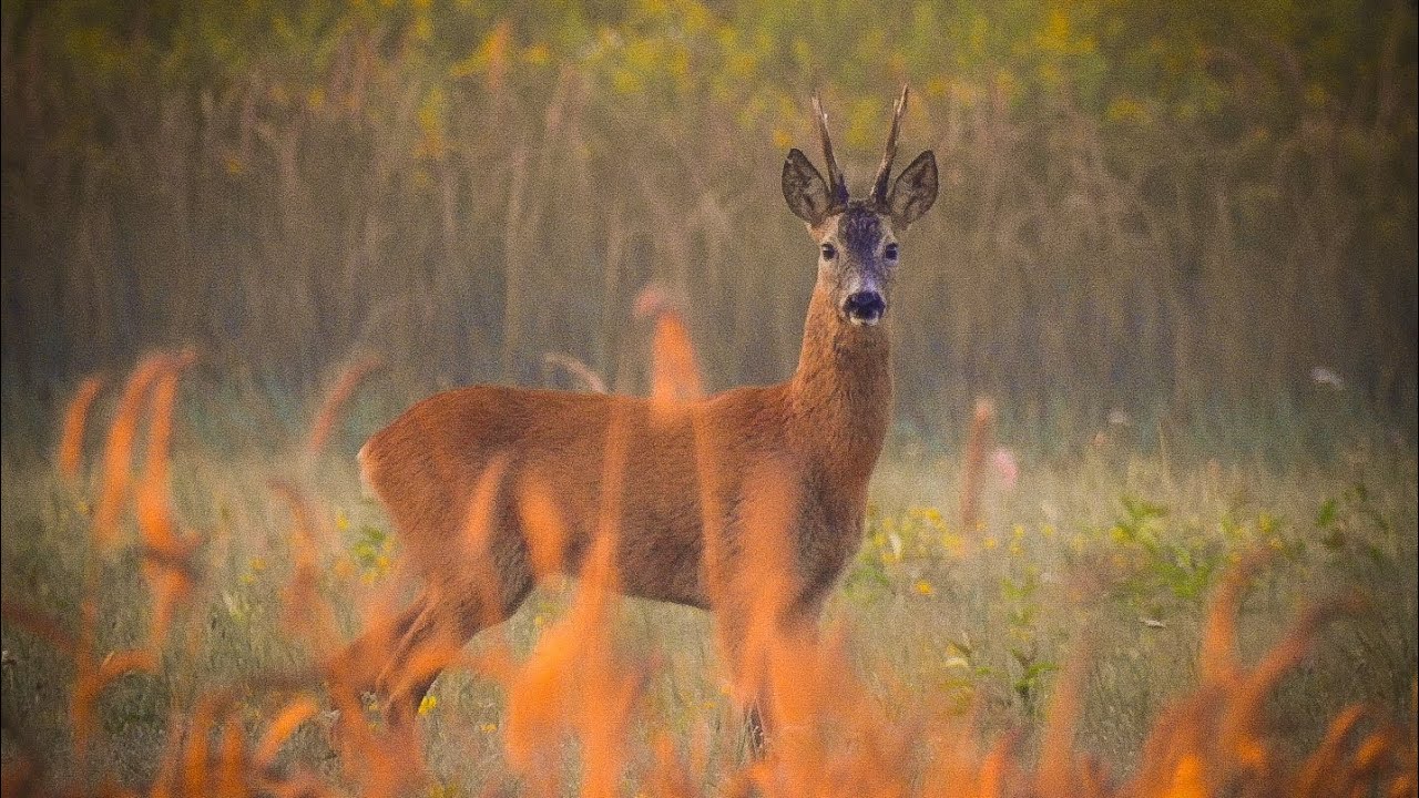 Ruja2023. Roebuck hunting. Roe rut