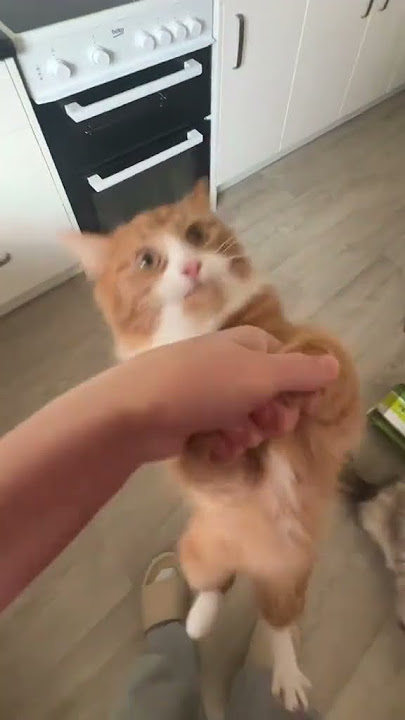 1936117315 1 tiktok 68c5e0db4a3150 62567665