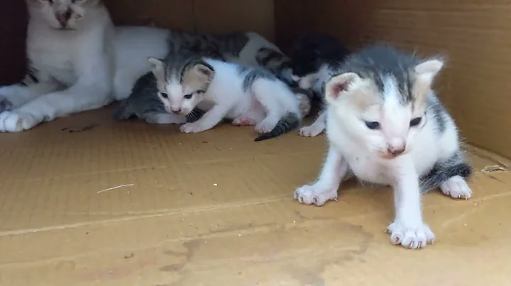 Video 2473941: kitten baby cat funnycats, cat baby newborn kitten, funny pets