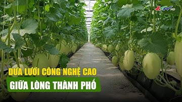 Dưa lưới công nghệ cao giữa lòng thành phố | NÔNG NGHIỆP SINH THÁI